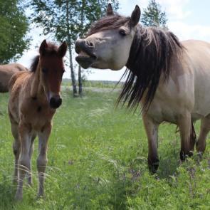 ����: ������