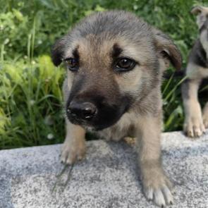 ����: �����