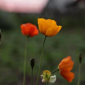 ����: �������� ����