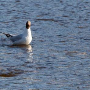 ����: �����