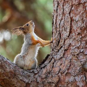 ����: �������