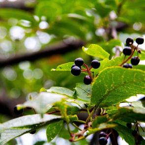 ����: ��������