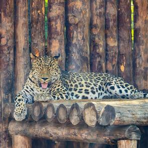 ����: ��������������� �������