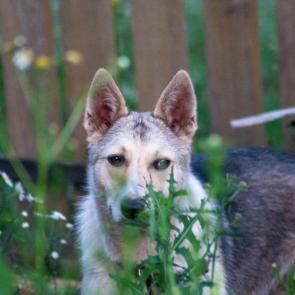 ����: ������������