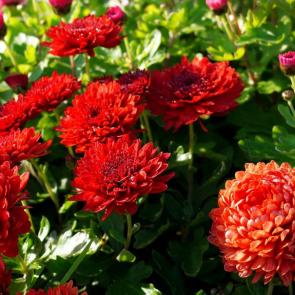 ����: ���������� 