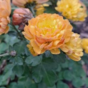 ����: ������� �������