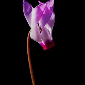 ����: ��������