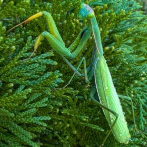 ����: ����� ������� ������ �������