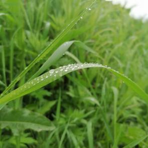 ������� ����