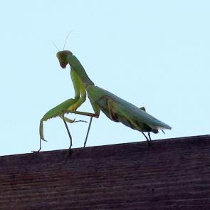 ������� ������ ���������