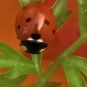 ������� ������ ���������