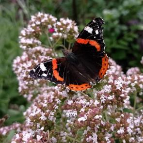 ����: ����� �������