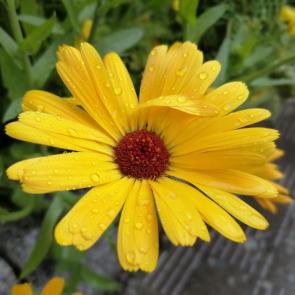 ����: ��������