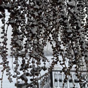 ����: �����������