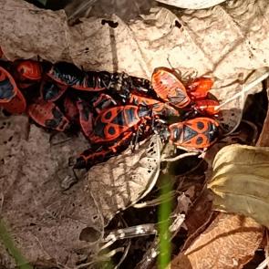 ����: ������� ����������������