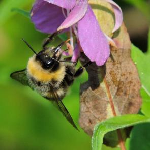 ����: �����