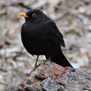 ����: ׸���� �����