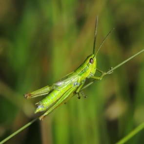 ����: �������� �������������(�����)