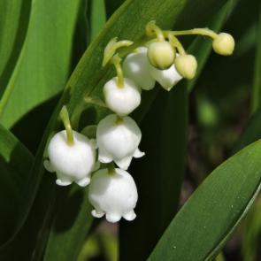 ����: ������