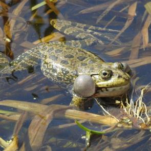 ����: �������