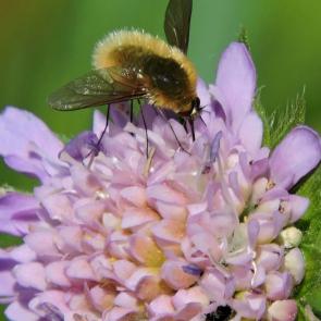 ����: �������