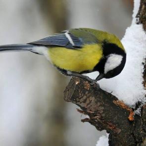 ����: ������� ������