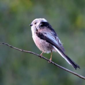 ����: ������������� ������