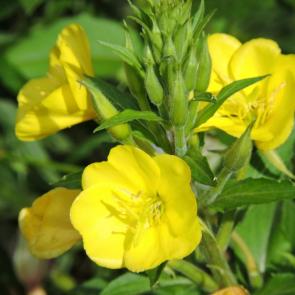 ����: ��������