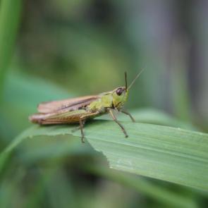 ����: ��������