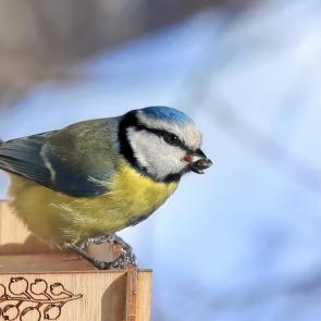 ���� ��������: ������� ���������. 