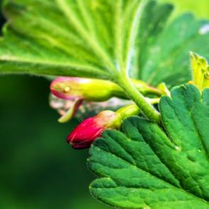 �������� ������� ����