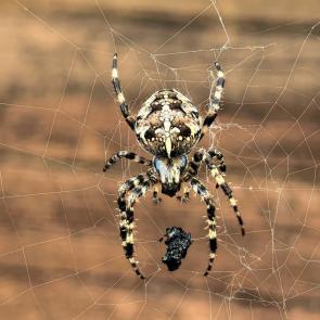 ����: ����