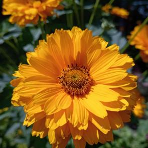 ����: �����