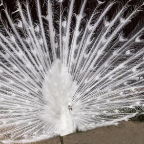 ����: ������������ �����