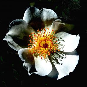 ����: ������ ���������