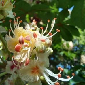 ����: ������ ������