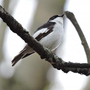 ����: ��������� ���������