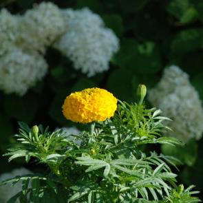 ����: ������