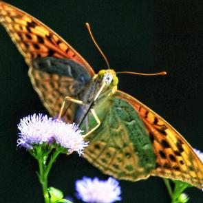 ����: ������� �������