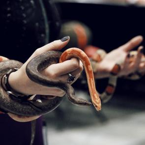 ����: �������