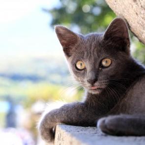 ����: �������