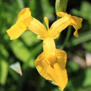 ����: yellow