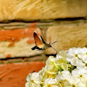 ����: ������