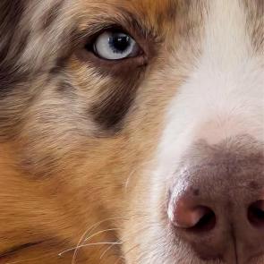 ������� ���� ��� ��������