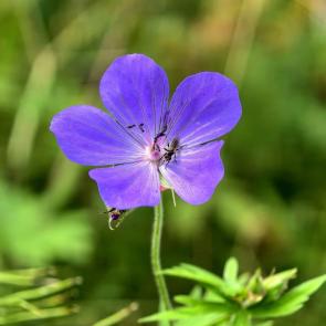 ����: ������ �������