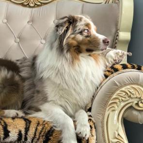 ����: ������� ������