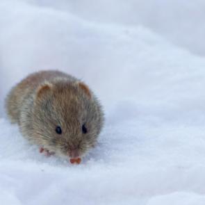 ����: ������