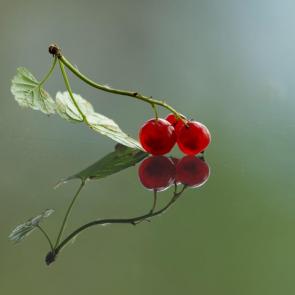 ����: ������� ��������� 