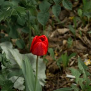 ����: �������