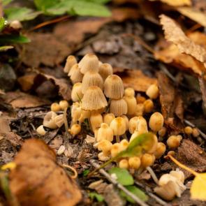 ����: �������